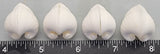 Meiocardia Shells - Set of 4pcs - 22mm to 30mm