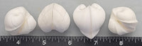 Meiocardia Shells - Set of 4pcs - 22mm to 30mm