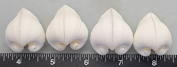 Meiocardia Shells - Set of 4pcs - 22mm to 30mm