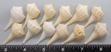 Pale Left-Handed Whelks - 20mm to 30mm - 12 pcs