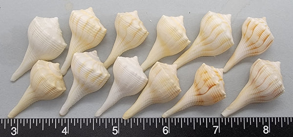 Pale Left-Handed Whelks - 20mm to 30mm - 12 pcs