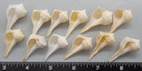 Pale Left-Handed Whelks - 20mm to 30mm - 12 pcs