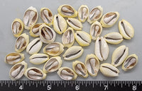 Center Cut Cowries - 13mm to 18mm - 32 pcs