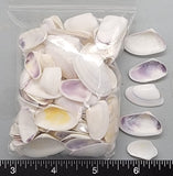 Bits of Purple White Coquina - 15mm to 28mm - 3" x 4" Bag