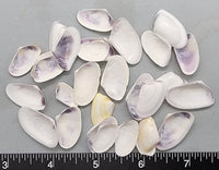 Bits of Purple White Coquina - 15mm to 28mm - 3" x 4" Bag