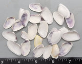 Bits of Purple White Coquina - 15mm to 28mm - 3" x 4" Bag