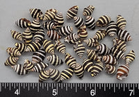 Small Super quality Black and White Bumblebee Shells - 9mm to 12mm - 50pcs