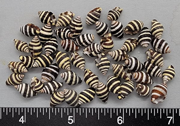 Small Super quality Black and White Bumblebee Shells - 9mm to 12mm - 50pcs