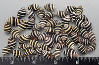 Extra-Large Super quality Black and White Bumblebee Shells - 12mm to 17mm - 50pcs