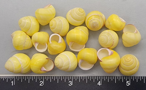 Round Yellow Land Snails - 15mm to 20mm - 18pcs