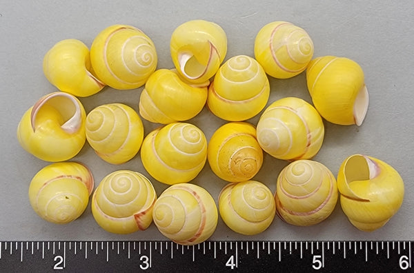 Round Yellow with Pink Land Snails - 15mm to 20mm - 18pcs