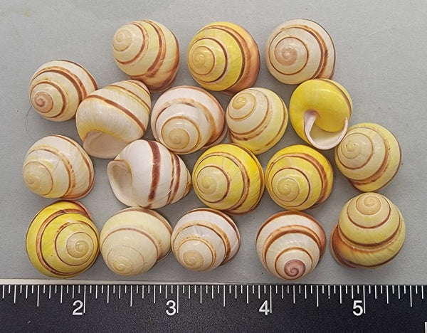 Round Mixed White and Yellow with Red/Pink Land Snails - 15mm to 20mm - 18pcs