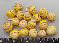 Round Soft and Bright Yellow with Red Land Snails - 15mm to 20mm - 18pcs