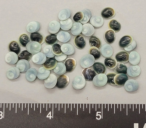 Turquoise Operculum - 6mm to 9mm - 50pcs