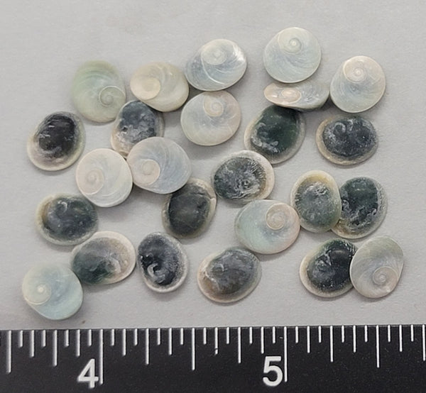 Pale Turquoise Operculum - 8mm to 12mm - 25pcs