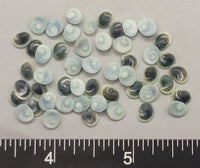 Turquoise Operculum - 6mm to 7mm - 50pcs