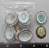 Turquoise Blue Limpets- 22mm to 28mm - 25pcs