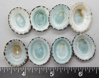 Turquoise Blue Limpets- 22mm to 28mm - 25pcs