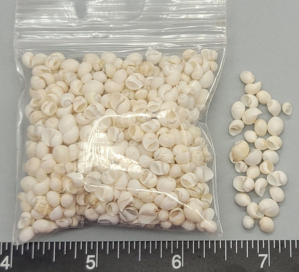 White Mongo Snails - 5mm to 10mm - 2.5" x 2.5" bag