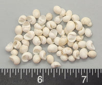 White Mongo Snails - 5mm to 10mm - 2.5" x 2.5" bag