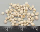 White Mongo Snails - 3mm to 5mm - 2.5" x 2.5" bag