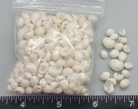 White Mongo Snails - 5mm to 8mm - 2.5" x 2.5" bag