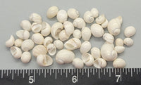 White Mongo Snails - 5mm to 8mm - 2.5" x 2.5" bag