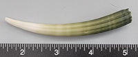 Elephant Tusk Shell C - 1 pc - 89mm