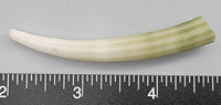 Elephant Tusk Shell D - 1 pc - 68mm