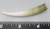 Elephant Tusk Shell E - 1 pc - 60mm