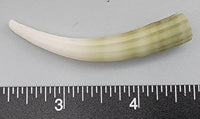 Elephant Tusk Shell H - 1 pc - 62mm