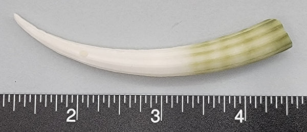 Elephant Tusk Shell J - 1 pc - 84mm