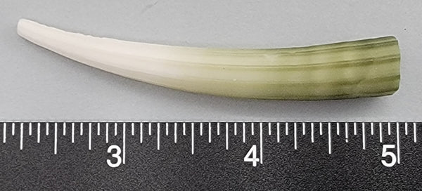 Elephant Tusk Shell M - 1 pc - 70mm