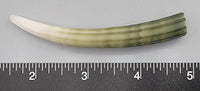 Elephant Tusk Shell P - 1 pc - 85mm