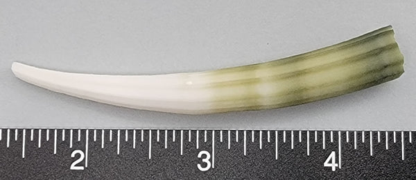 Elephant Tusk Shell T - 1 pc - 77mm