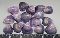 Naturally Purple Polished Corbicula clams - 22mm to 28mm - 16pcs