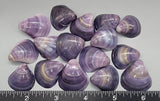 Naturally Purple Polished Corbicula clams - 22mm to 28mm - 16pcs