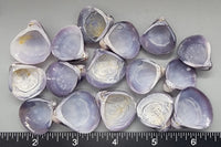 Naturally Purple Polished Corbicula clams - 22mm to 28mm - 16pcs