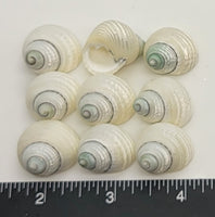Pearlized Turban Shells with green tips - 9 pcs - 19mm to 24mm