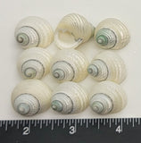 Pearlized Turban Shells with green tips - 9 pcs - 19mm to 24mm