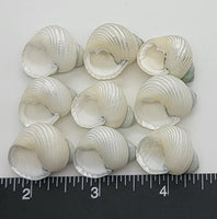 Pearlized Turban Shells with green tips - 9 pcs - 19mm to 24mm