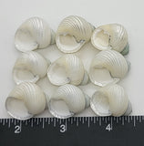 Pearlized Turban Shells with green tips - 9 pcs - 19mm to 24mm