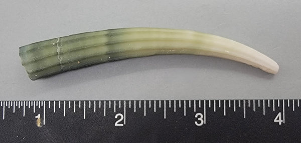 Elegant Elephant Tusk Shell #10 - 1 pc - 80mm