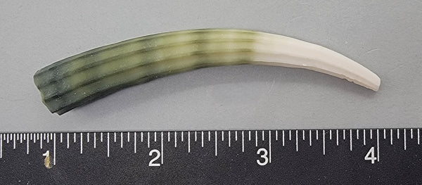 Elegant Elephant Tusk Shell #11 - 1 pc - 76mm