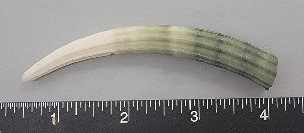 Elegant Elephant Tusk Shell #12 - 1 pc - 91mm