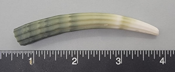 Elegant Elephant Tusk Shell #13 - 1 pc - 77mm