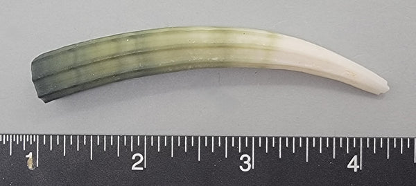 Elegant Elephant Tusk Shell #14 - 1 pc - 79mm