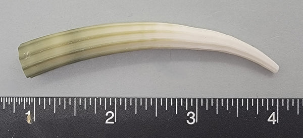 Elegant Elephant Tusk Shell #15 - 1 pc - 78mm