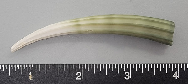 Elegant Elephant Tusk Shell #16 - 1 pc - 84mm