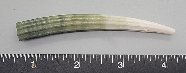 Elegant Elephant Tusk Shell #17 - 1 pc - 91mm